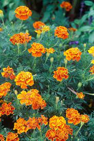 7 Fastest Growing Flower Seeds For The Perfect Summer Garden Fast Growing Flowers Flower Seeds Summer Flowers Garden