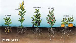 Unframed raised bed soil depth depends on what plants will be grown, what the soil conditions under the berm are, and what the desired aesthetic effect is. Root Depth For Vegetables Laidback Gardener