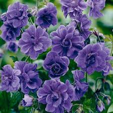 Image result for Geranium `Purple Haze`