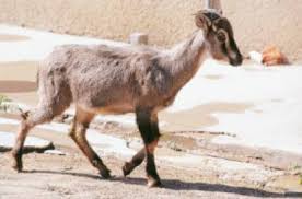 Arabian tahr (arabitragus jayakari) at al hefaiyah mountain conservation centre in kalba sharjah. How You Can Help Save The Uae S Endangered Species Community Gulf News