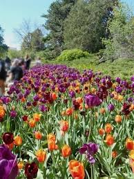 Gardening 8b Zone 1237 20190425191844 53 Free Gardening Seeds Uk Weston Super Mare Gardening Club Organic Gardening Organic Horticulture Gardening Advice