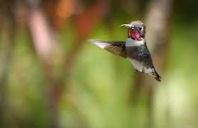 Sponsored Content Sony S Superzoom Rx10 Iv Is Built For Traveling Birdwatching