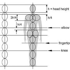 Now is a good time to pause the studying and familiarize yourself with this basic figure and the principles of drawing human body proportions. Proportions Of The Human Body With Respect To The Height Of The Head Download Scientific Diagram