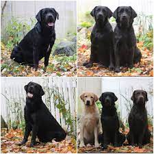 Maybe you would like to learn more about one of these? About Us Newlander Labradors