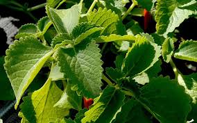 Jamaicathymian Grun Pflanze Coleus Plectranthus Canna Cystus Pflanzen Saatgut Ruhlemann S Krauter Und Duftpflanzen