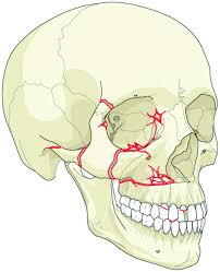 We did not find results for: Pediatric Orbital Fractures Abstract Europe Pmc