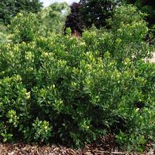 Image result for Barleria mackenii