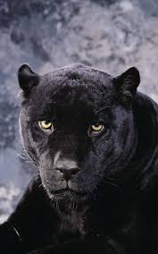 Exquisite Animals Beautiful Wild Cats Panther Pictures