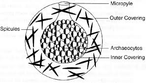 Membranes 241 draw and label a diagram to show the structure of membranes. Draw The Structure Of Gemmules In Sponge Sarthaks Econnect Largest Online Education Community