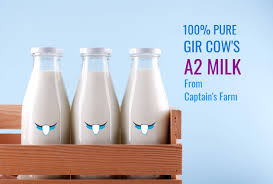 There are many things that you need to consider before hunting on that one bottle of best ghee in india. Gir Cow A2 Milk In Navi Mumbai Pure A2 Desi Cow Ghee Captains Farm