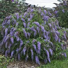 Buddleia Wisteria Lane Butterfly Bush Perennials Shade Plants