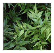 Ruscus aculeatus is an evergreen shrub growing to 0.8 m (2ft 7in) by 1 m (3ft 3in) at a slow rate. Butcher S Broom Potted Plant Australian Gardener
