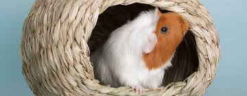 Diy guinea pig bed♡no sewシ first video ~its piggies~♡. Best Guinea Pig Beds Hideouts Hammocks 2021 Tips Buying Guide
