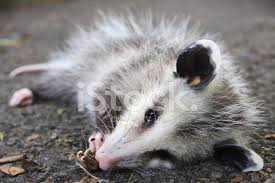 Perhaps the most famous characteristic of the opossum is its tendency to play dead in front of predators. Opossum Spielt Tot Hasslich Wild Tierverhalten Stockfotos Freeimages Com