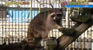 But don't be sad, they gave him another one after that and seems it had finally learned its lesson and ate it straight away. Djm Entertainment Raccoons Wash Their Food So They Are Given Cotton Candy Facebook