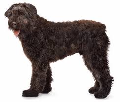 Hoewel er enkele nadelen aan het bouvier des flandres hondenras zitten, willen we allereerst vermelden dat bouviers ontzettend lieve, gezellige en eigenzinnige honden zijn. Bouvier Honden Plaatjes Animaatjes Nl Bouviers Des Flandres Mans Best Friend Bouvier