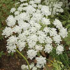 Bishop S Flower Or Queen Anee S Lace Seed Ammi Majus Flower Seeds
