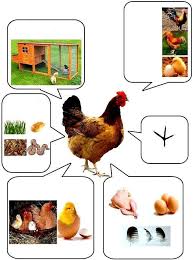 Okul Oncesi Hayvanlar Bilgilendirme Etkinlikleri In 2020 Boerderij Thema Boerderijdieren De Boerderij