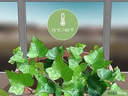 Although english ivy can thrive in shady locations, the reduced rates of photosynthesis and too moist soil will lead to a weakened plant, along with the english ivy will produce small clusters of white flowers along the leading growths in the winter months. 3 Ways To Grow English Ivy Indoors Wikihow