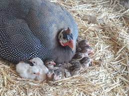 Rooster pictures of guinea fowl. Introduction To Keeping Guinea Fowl Backyard Chickens Learn How To Raise Chickens