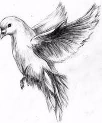 Pencil Bird In Flight Drawing Flying Dove Pencil Drawing Google Search Dove Drawing Bird Drawings Bird Sketch