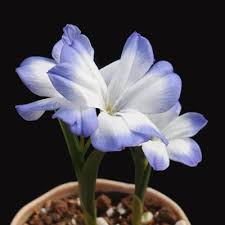 Image result for Tecophilaeaceae