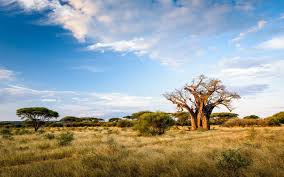 Nature of africa, safari, noon. Best South African Luxury Safaris Guide Heritage Africa