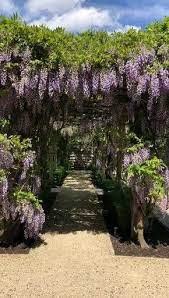Cinder Block Raised Garden Bed Wisteria Pergola Wisteria Wedding Landscape Design