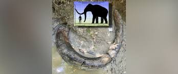 7-foot-long mammoth tusk found in Mississippi creek in rare discovery - ABC  News