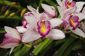Image result for Orchidaceae