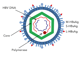 This virus causes the disease hepatitis b. Hepatitis B The Creation And Destruction Of A Virus