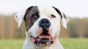 This is primarily because of their large size. American Bulldog Price Temperament Life Span