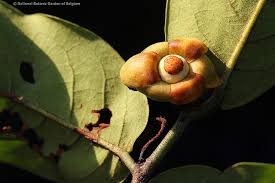 Image result for Uvaria angolensis