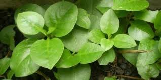 Panjang daun mencapai 30—50 cm, lebar 2—5 cm. 6 Fungsi Daun Pada Tanaman Lengkap Dengan Struktur Dan Tipenya Merdeka Com