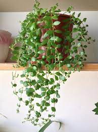 9 Best Trailing Succulents And Cacti Hanging Plants Planting Succulents Hanging Succulents