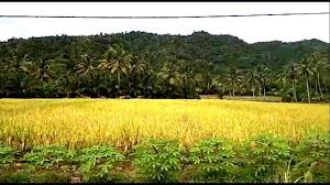 Jikalau pembaca sedang mencari pembacaan sekiranya kamu ada pengalaman di gambar pemandangan sawah padi dan mahu kongsikan kepada kami, silalah tinggalkan komen dibawah. Kampung Wallpaper Pemandangan Sawah Padi Wallpapershit