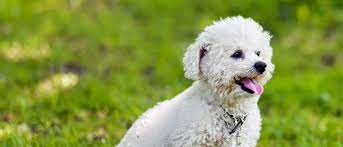 Bichon Frise - All About Dogs | Orvis