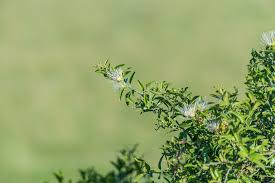 Image result for Capparis fascicularis