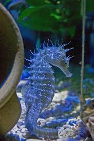 I Want A Pet Seahorse Can I Have One Animals Ocean Creatures Ocean Animals