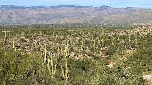 This relatively flat hike will carry you across the infamous cactus forest drive loop within the saguaro national park. Scenic Cactus Forest Loop Drive At Saguaro National Park