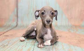 A Guide To Taking Care For Your Greyhound Puppy