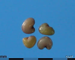 Image result for Lotononis bainesii