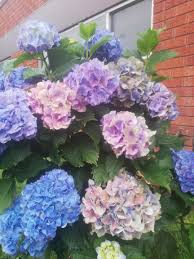 Check spelling or type a new query. So Many Different Colours On The One Plant Gardening Garden Diy Home Flowers Roses Nature Landscaping Horticulture Different Colors Plants Colours