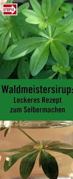 Waldmeistersirup Leckeres Rezept Zum Selbermachen Utopia De Apfelverwerten 2020 Waldmeister Leckere Rezepte Sirup