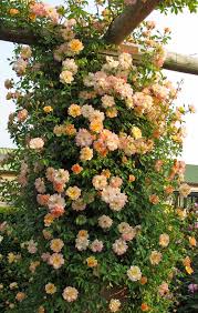enveloped in roses rose garden landscape climbing roses beautiful gardens