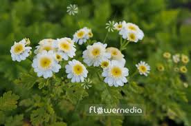 Image result for Tanacetum parthenium