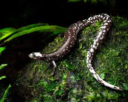 Image result for Dissotis peregrina