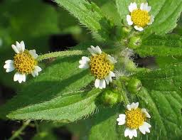 Image result for Galinsoga quadriradiata