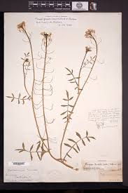 Image result for Rorippa nudiuscula