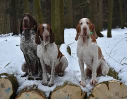 Image result for italský krátkosrstý ohař